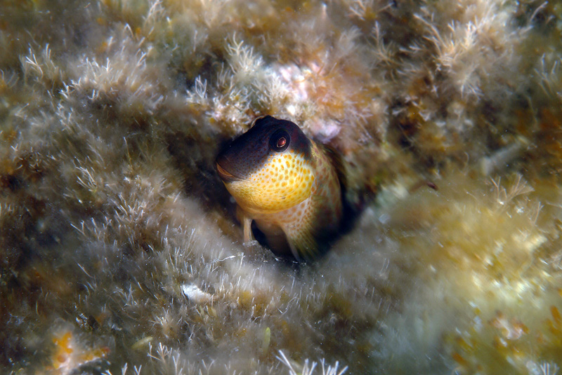 Microlipophrys canevae